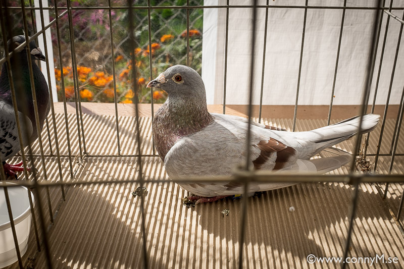160910_CM_1360
