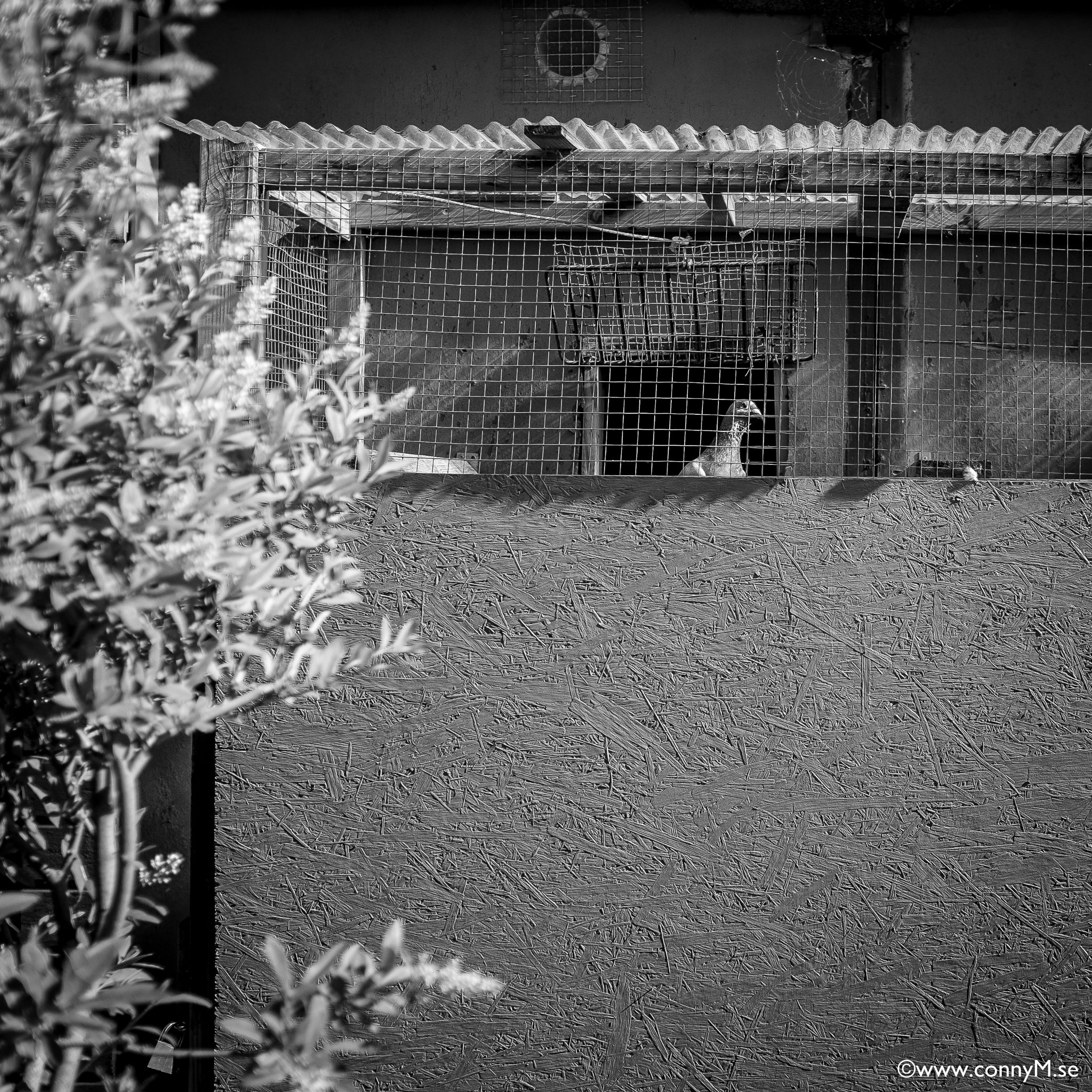 160610_CM_9980_